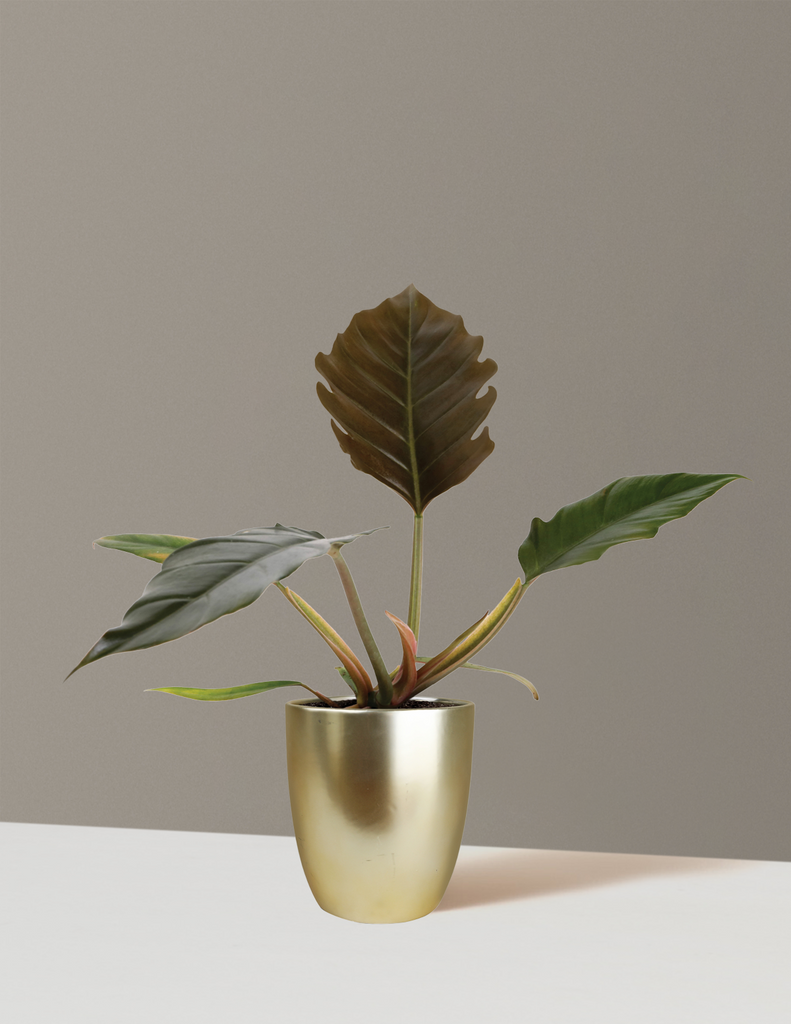 How to care for a Philodendron Pluto