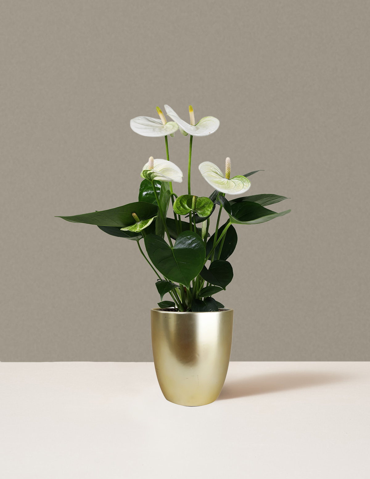 files/5IN_GayleCeramic_WhiteAnthurium_1.png
