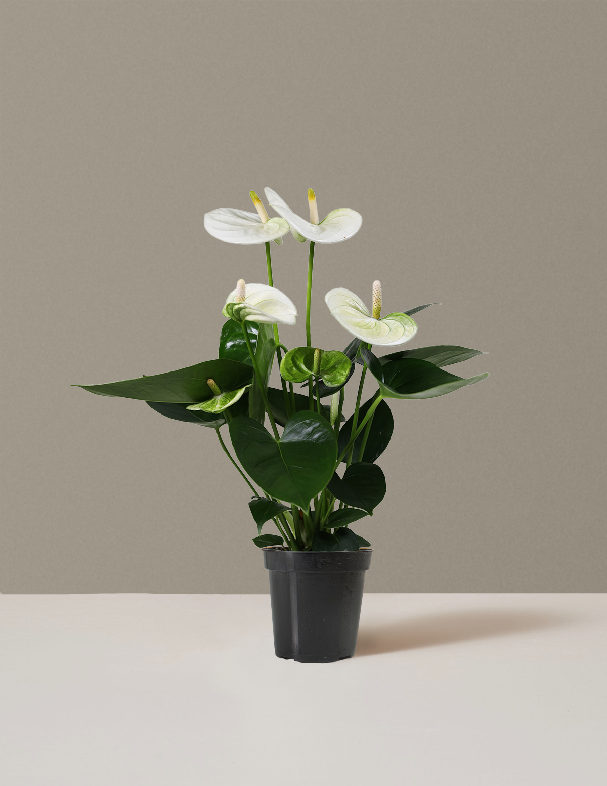 bundle | Small | Grow Pot