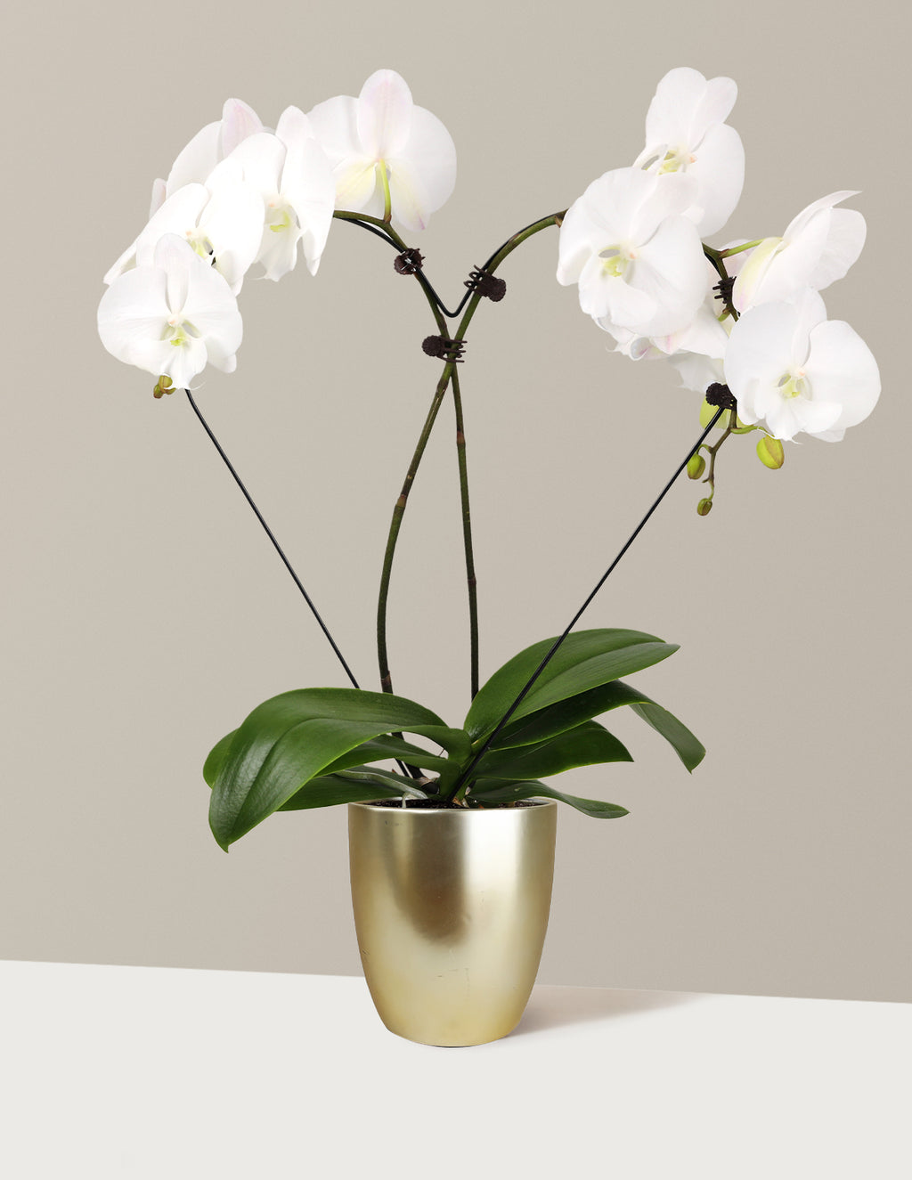 Heart Orchid