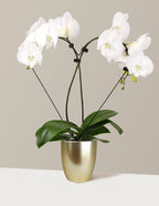 Heart Orchid