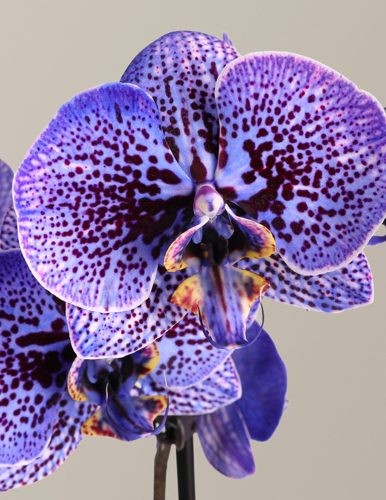 How to care for a Amethyst Dream Kaleidoscope Orchid