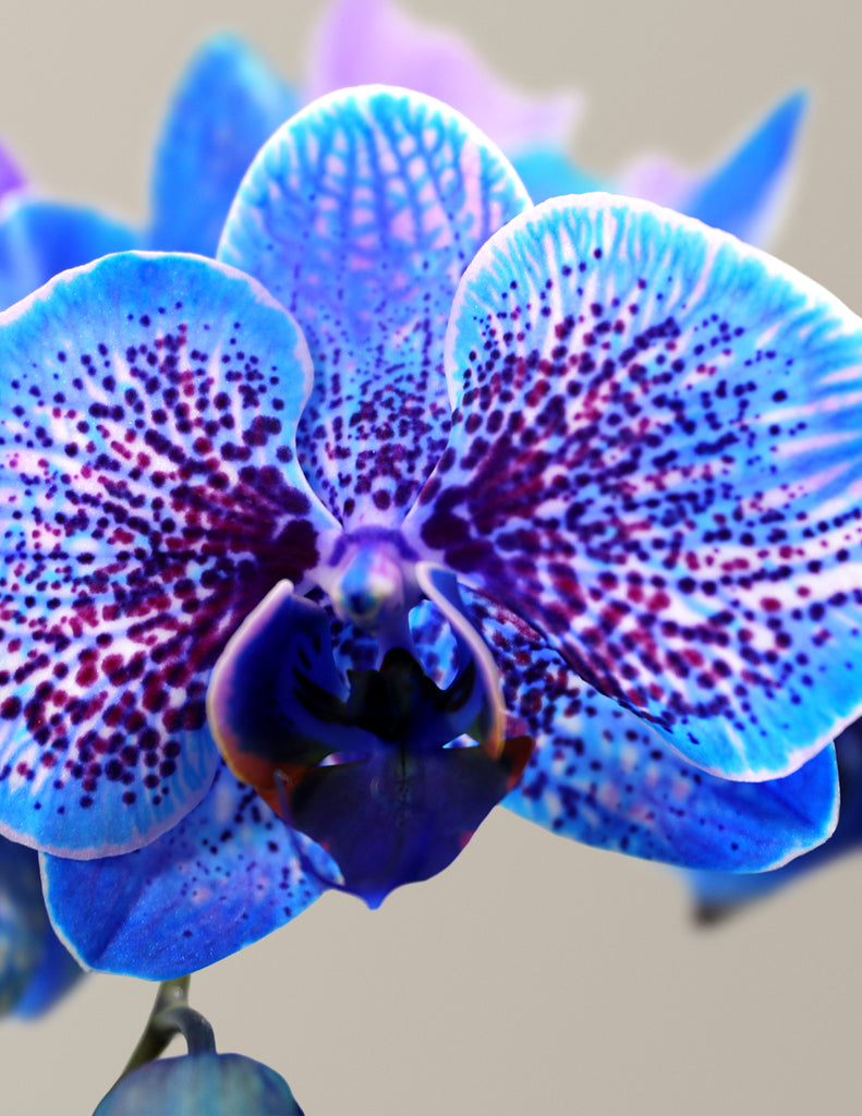 How to care for a Cosmic Ocean Kaleidoscope Orchid