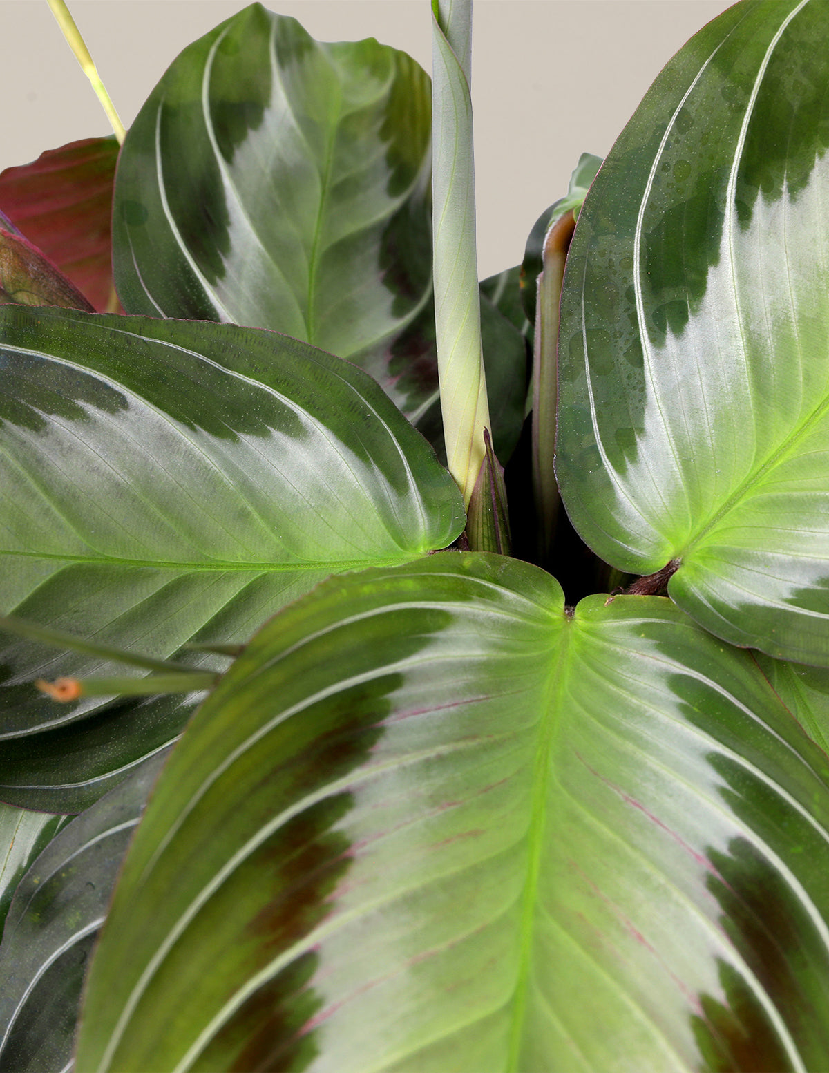 files/5IN_Maranta_Silver_Band_Macro_1.jpg