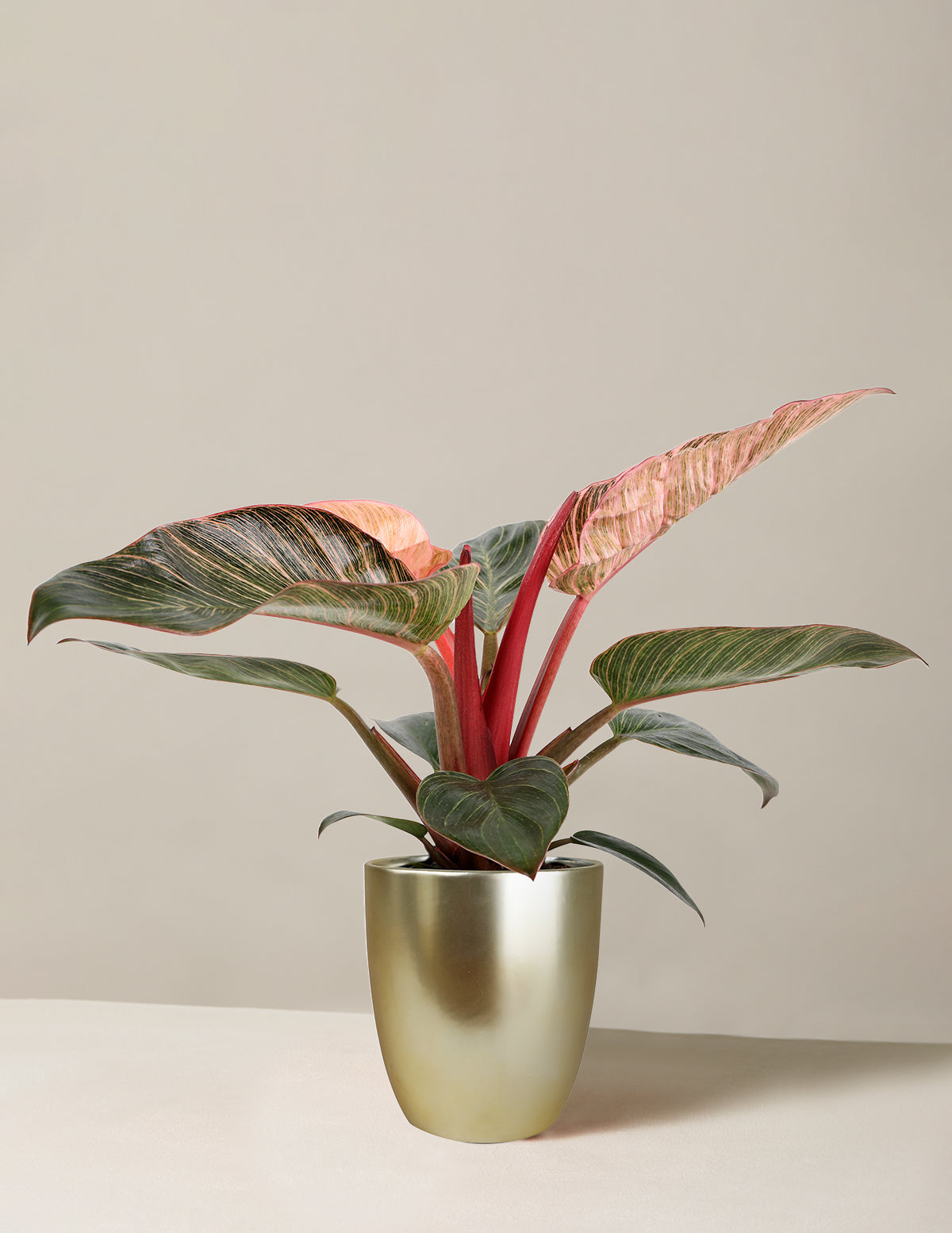 files/5IN_Philodendron_Pink_Bikini_Marcelle_Gold_variant.jpg
