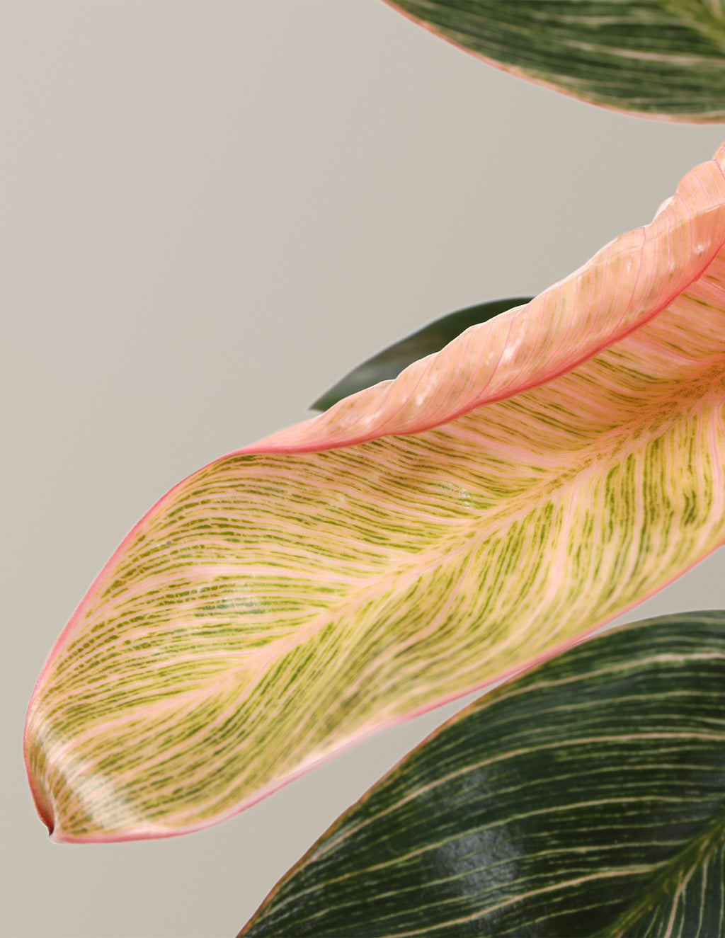 Philodendron Pink Bikini