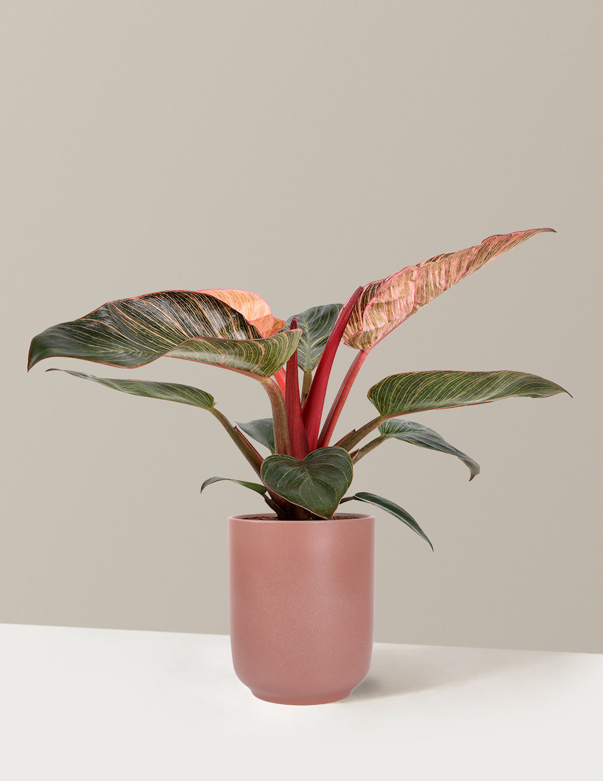 Philodendron Pink Bikini