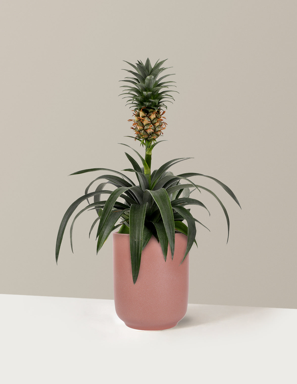 Pineapple Plant