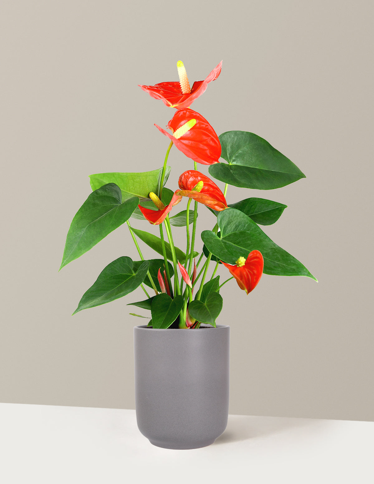 Coral Anthurium