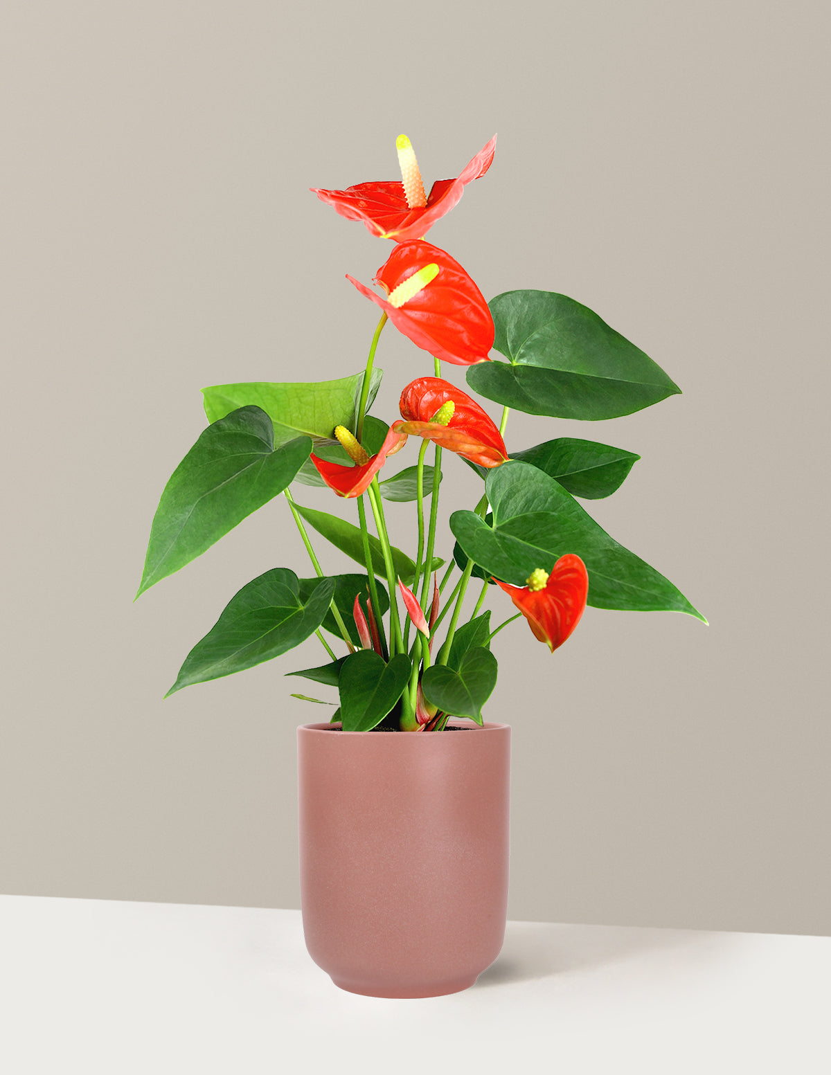 Coral Anthurium