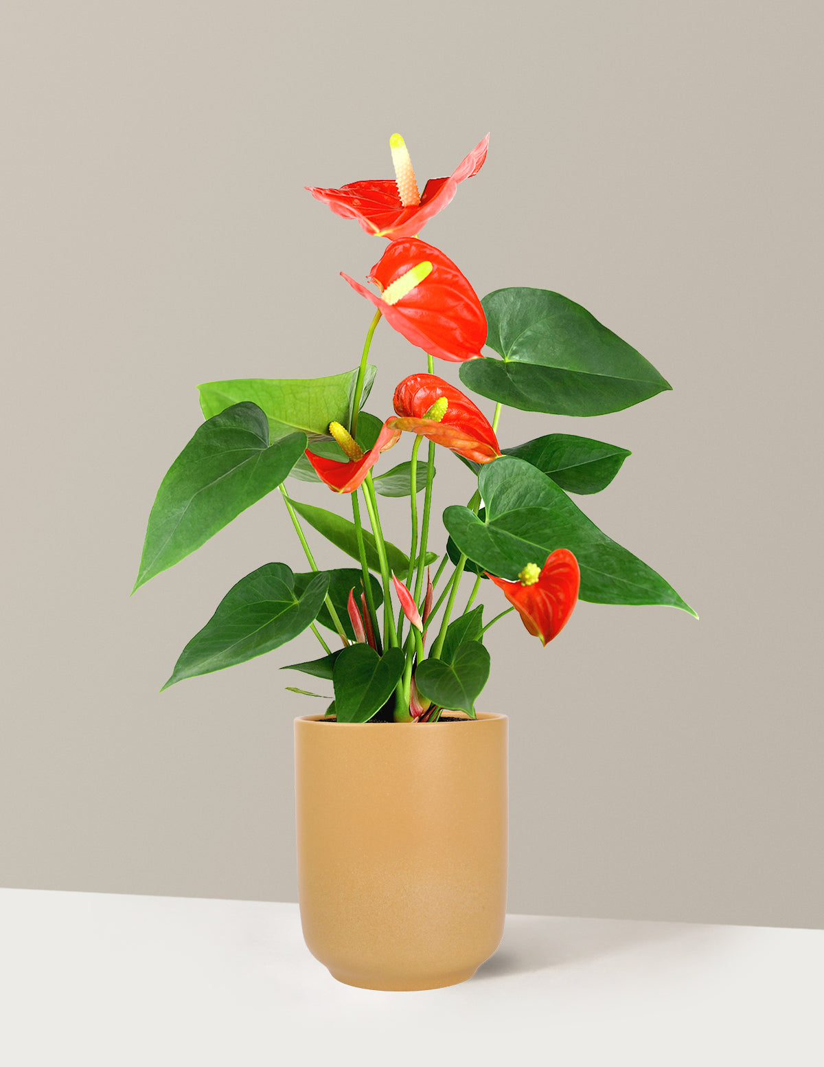 Coral Anthurium