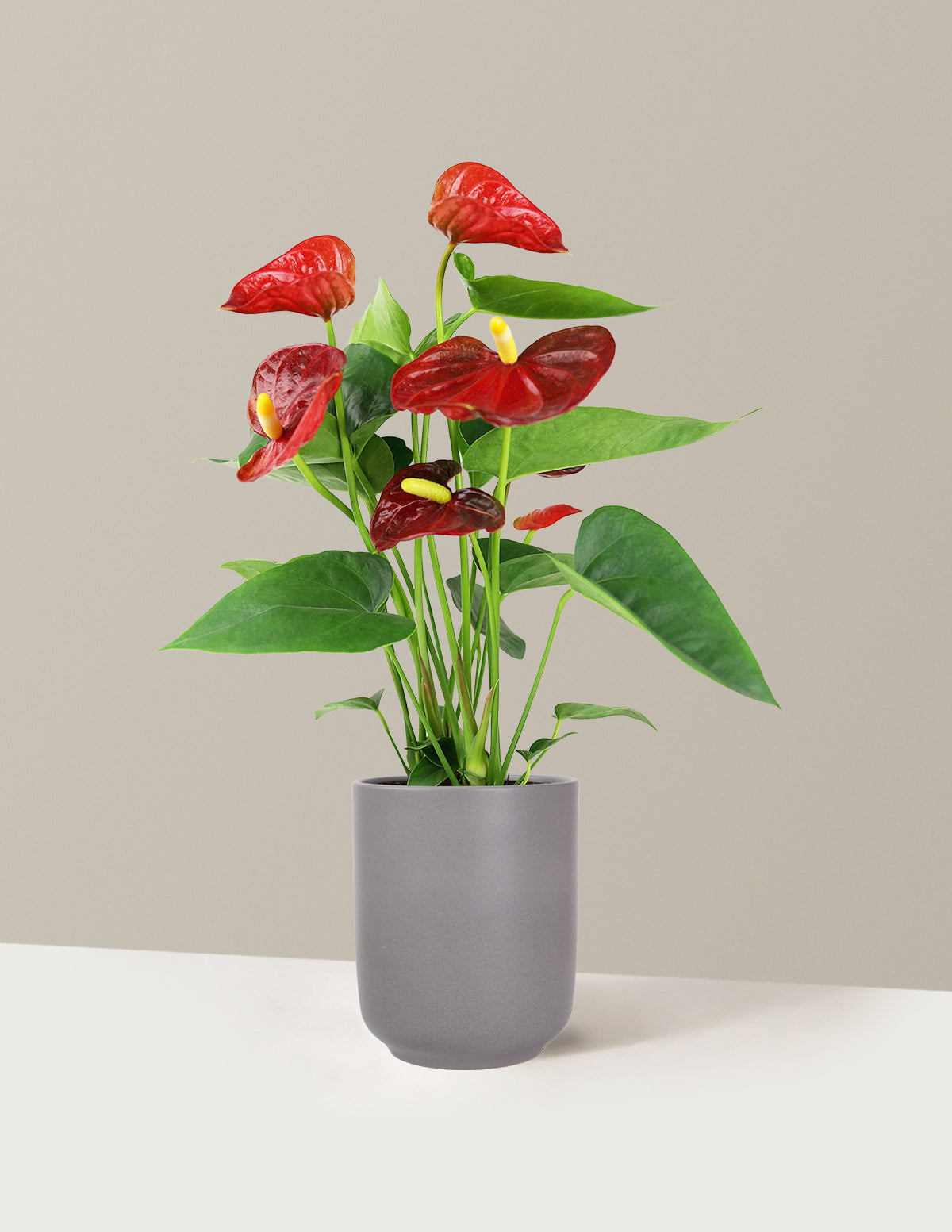 Red Anthurium
