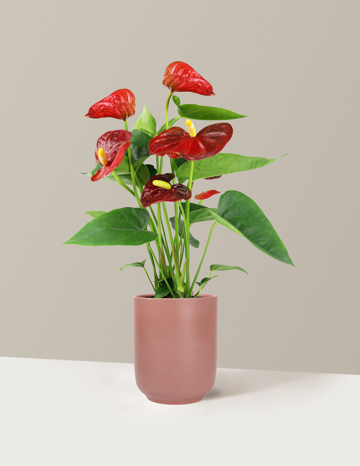 Red Anthurium