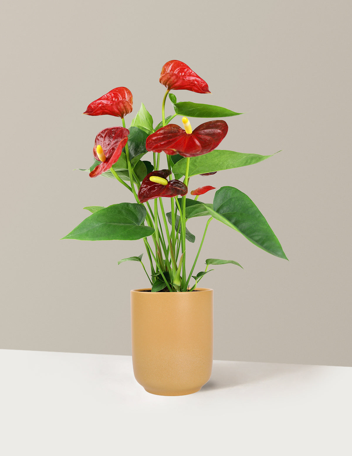 Red Anthurium