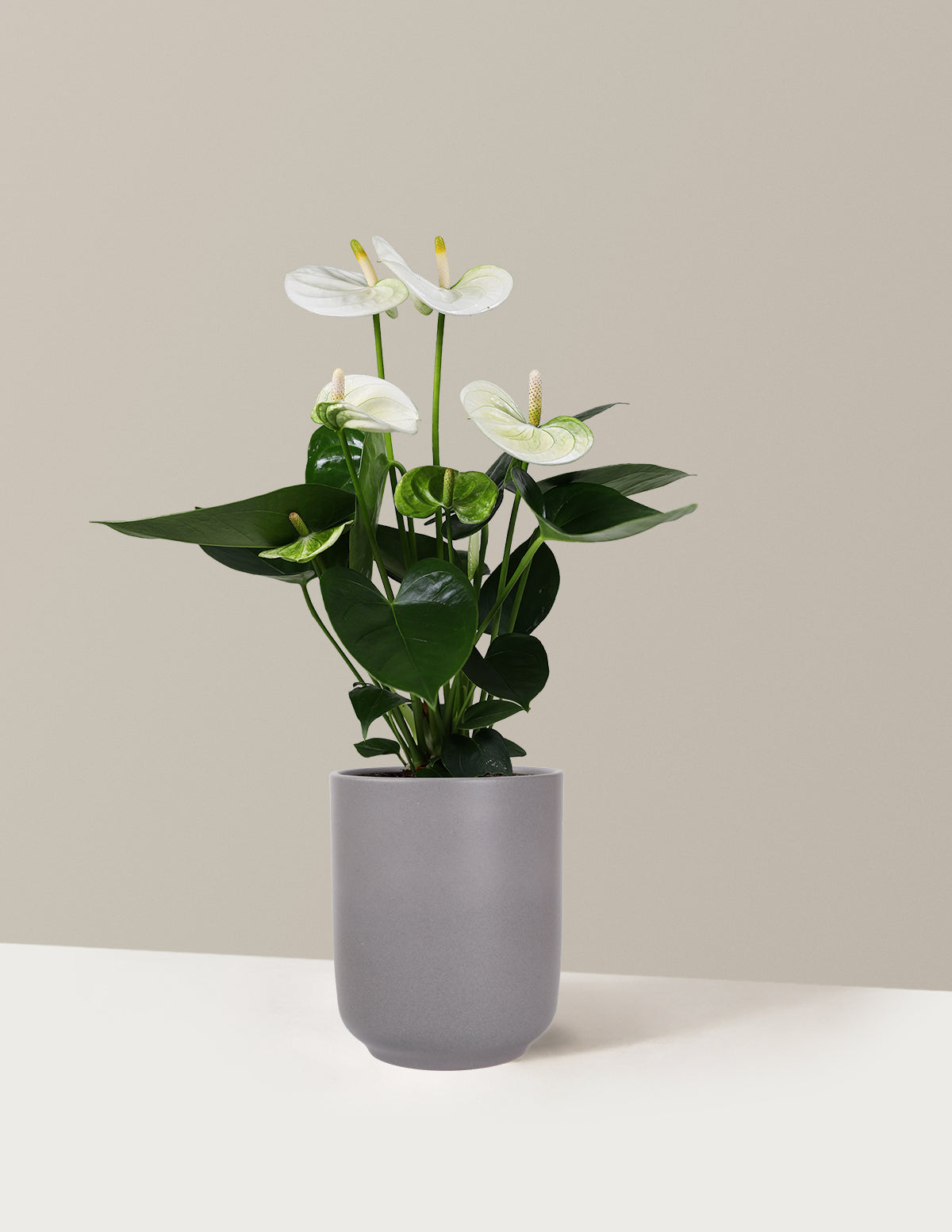 White Anthurium