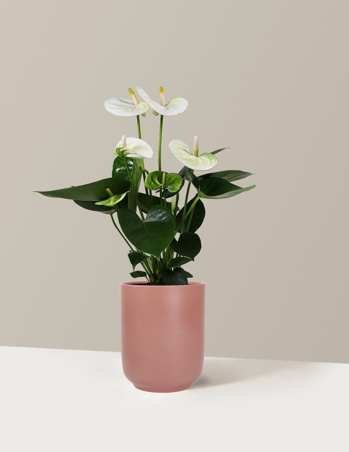 White Anthurium
