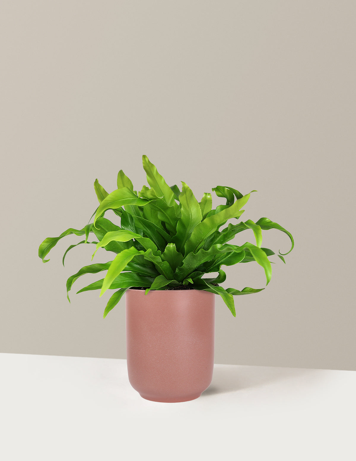 Bird's Nest Fern