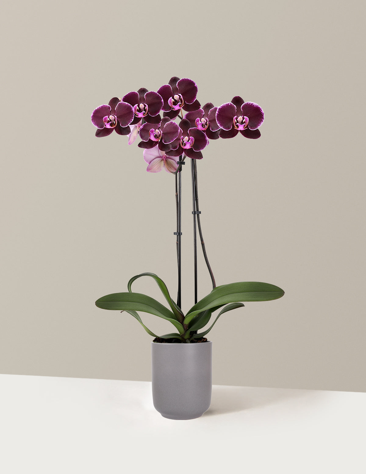 Dark Purple Orchid