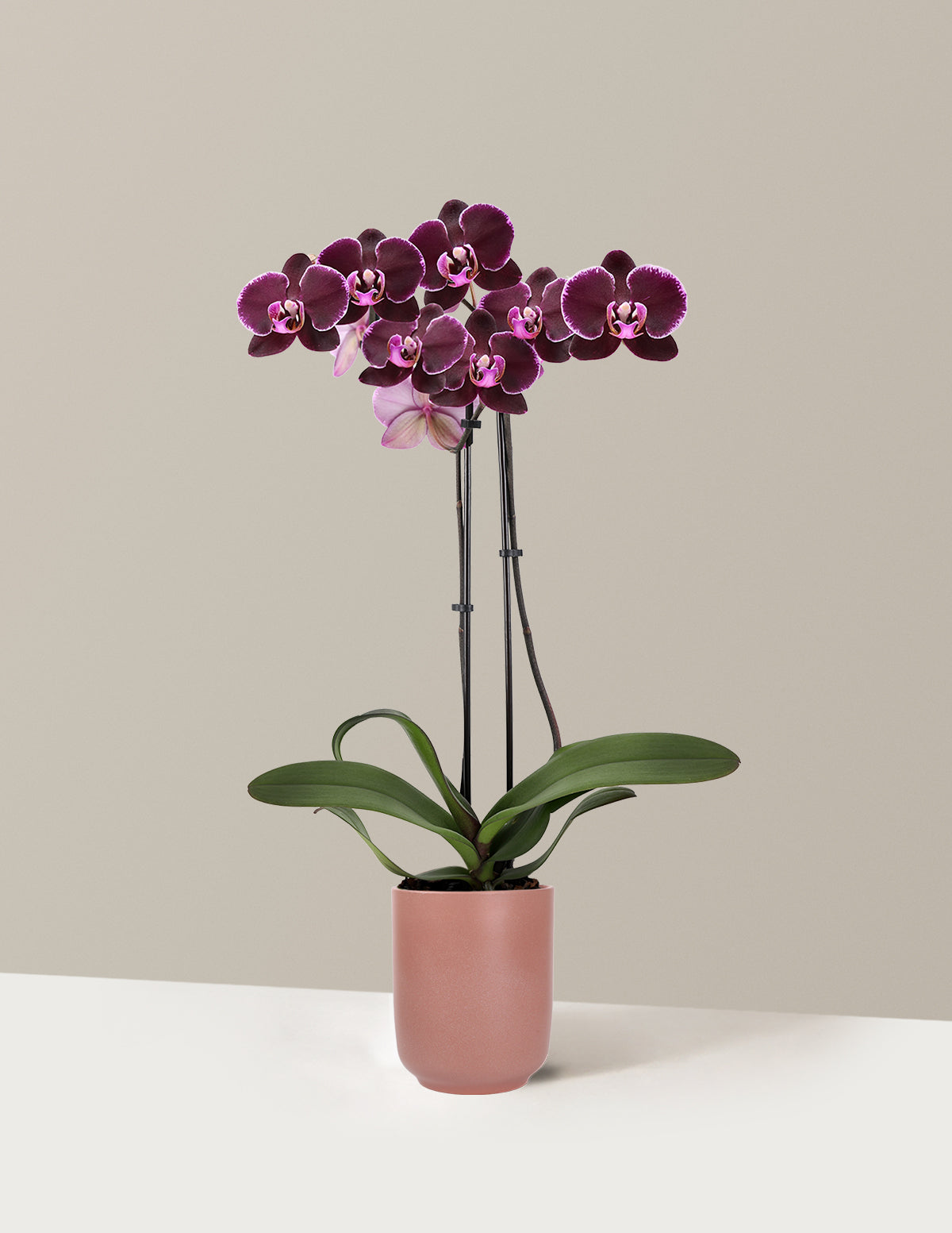 Dark Purple Orchid