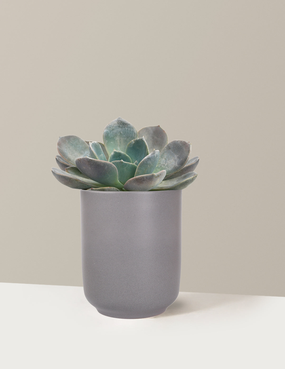 Echeveria Garotto