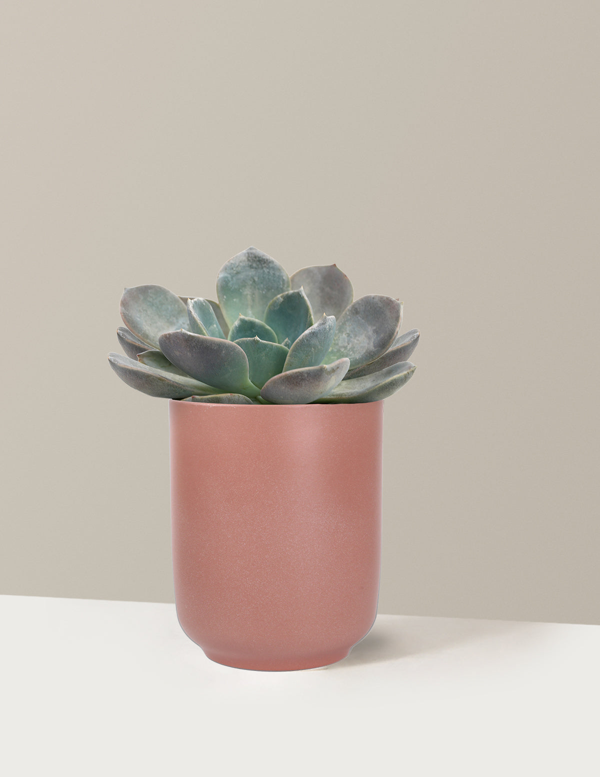 Echeveria Garotto