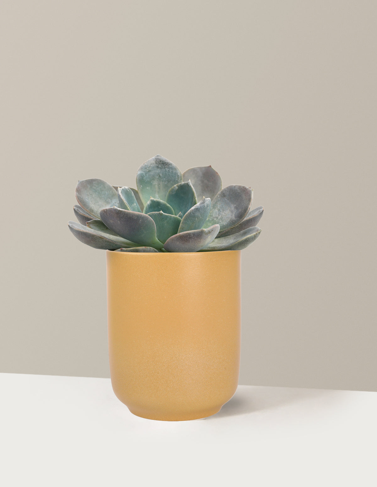 Echeveria Garotto