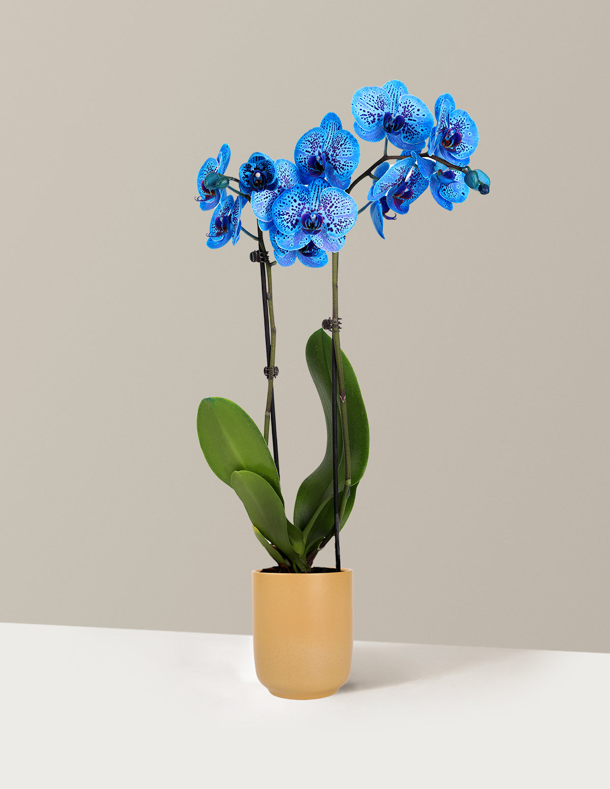Cosmic Ocean Kaleidoscope Orchid