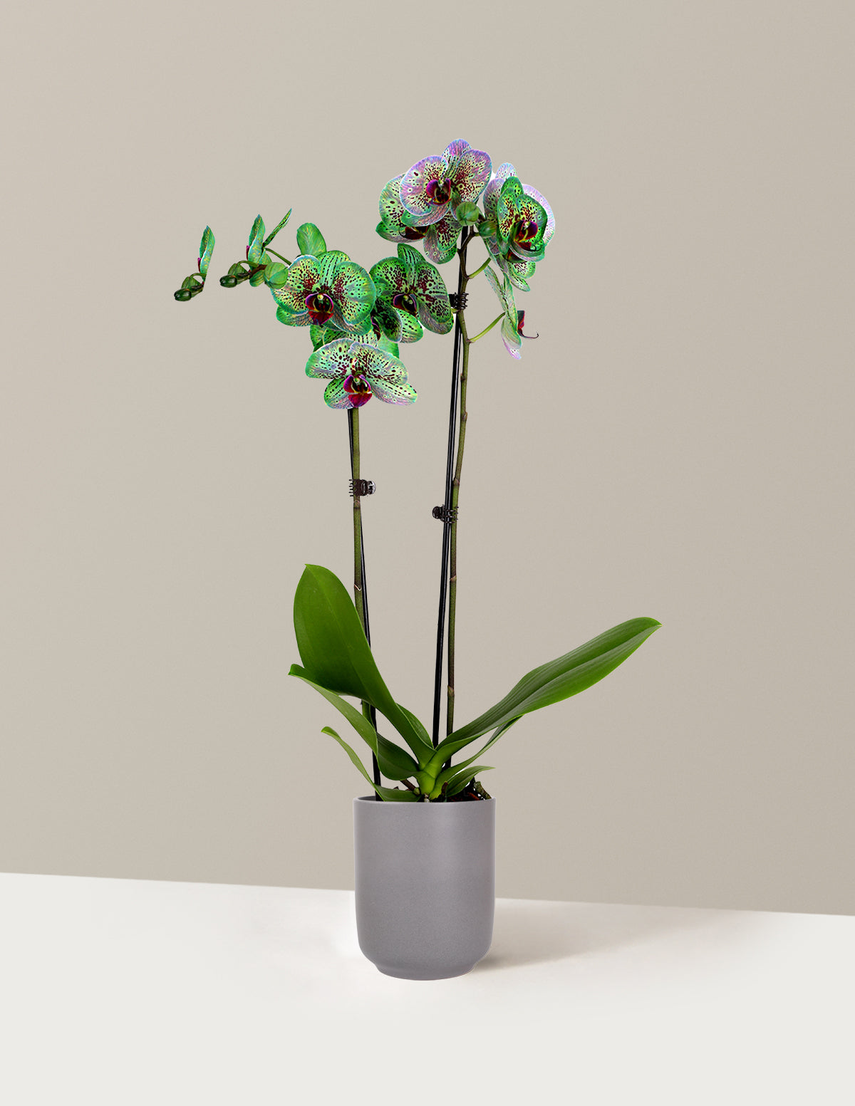 Mystic Emerald Kaleidoscope Orchid