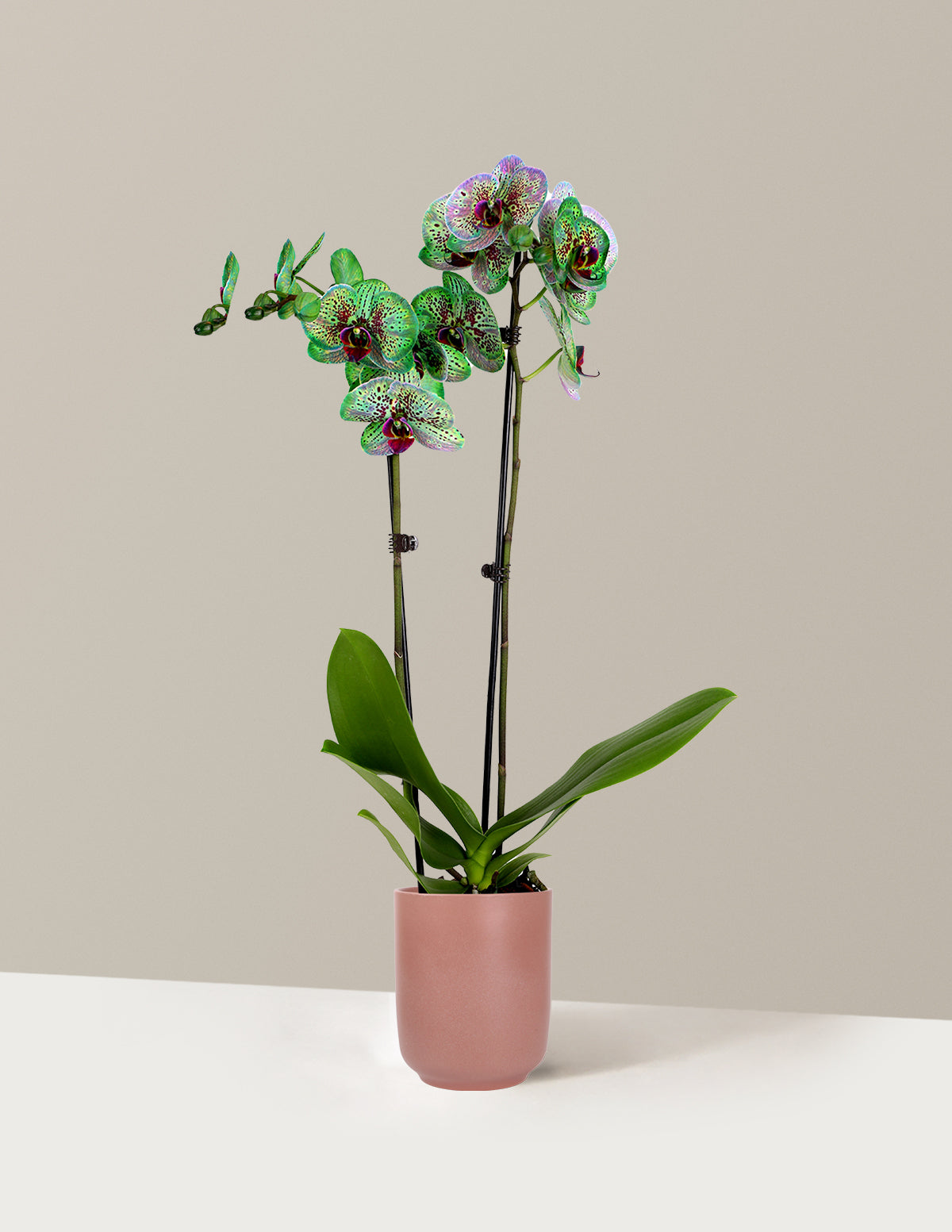 Mystic Emerald Kaleidoscope Orchid