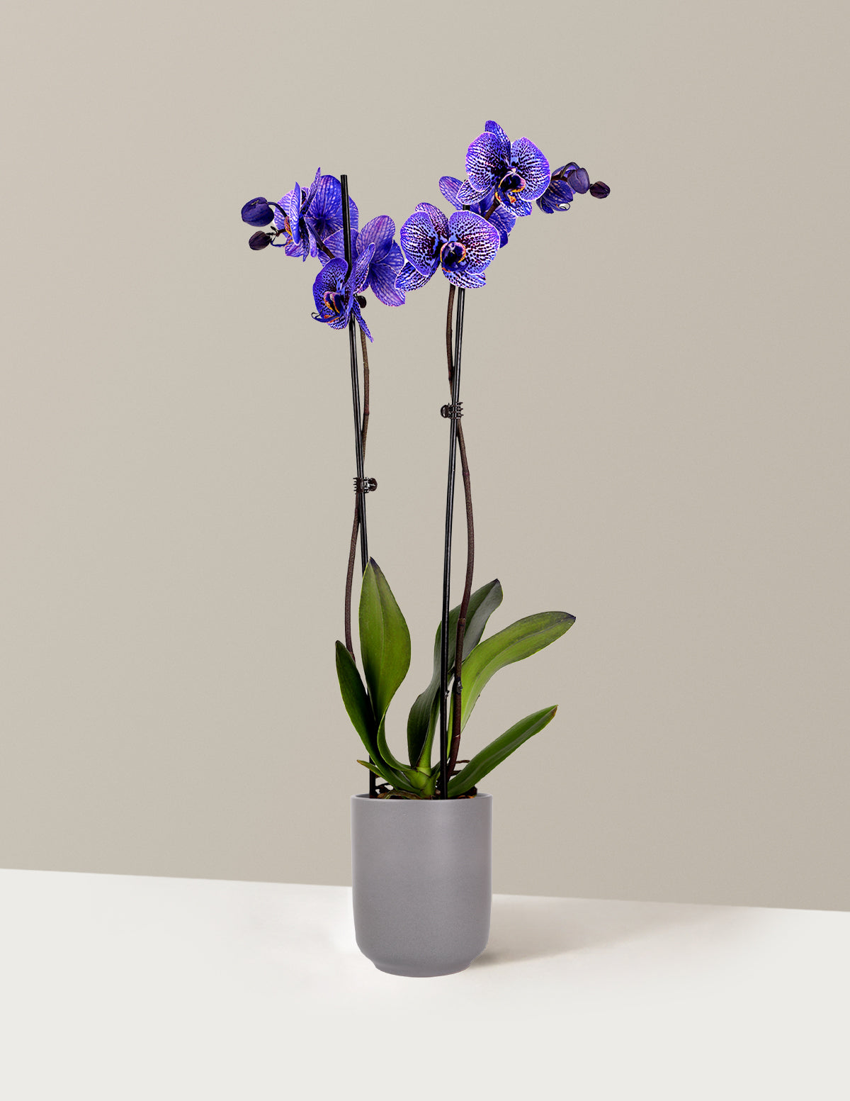 Amethyst Dream Kaleidoscope Orchid