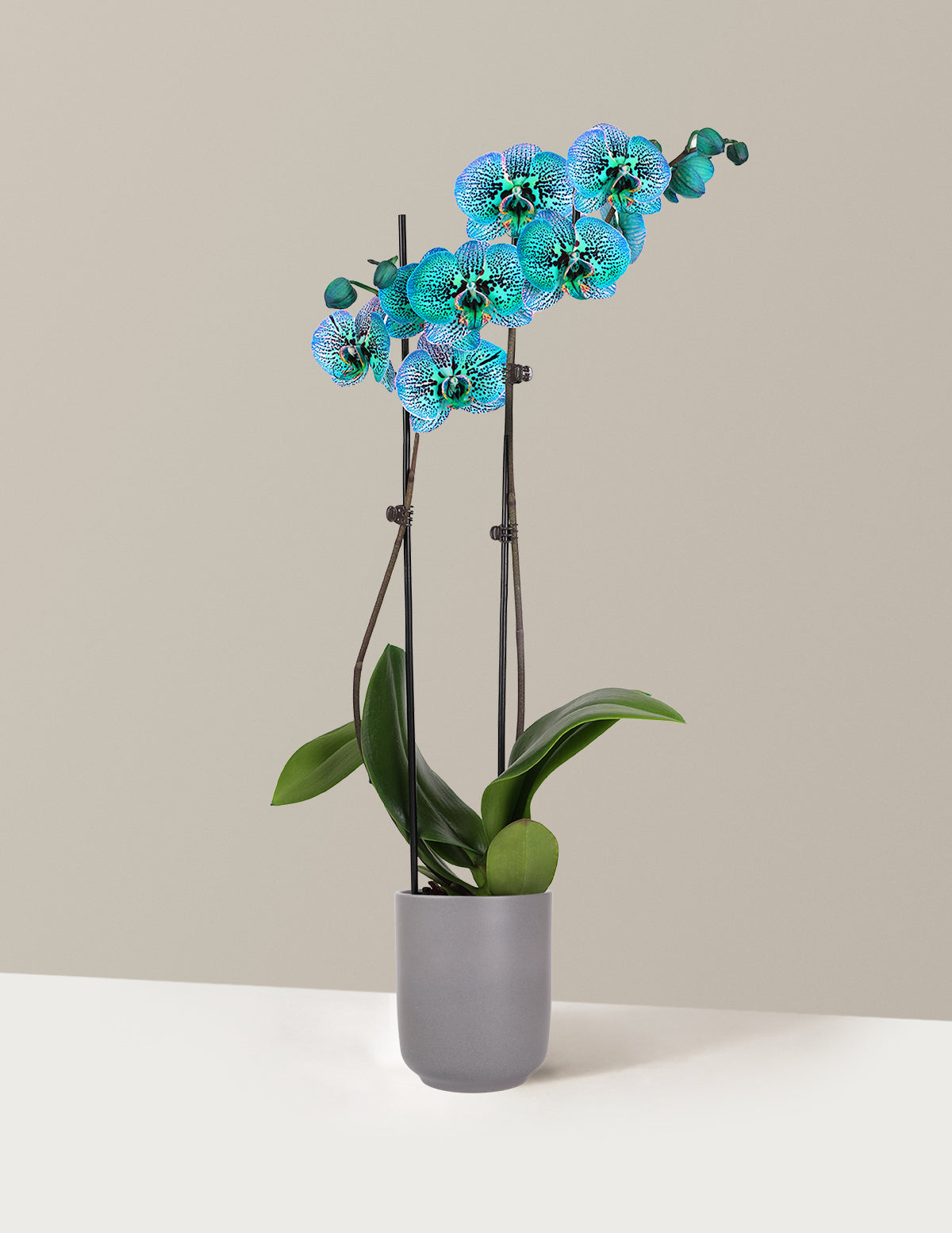 Tropical Turquoise Kaleidoscope Orchid