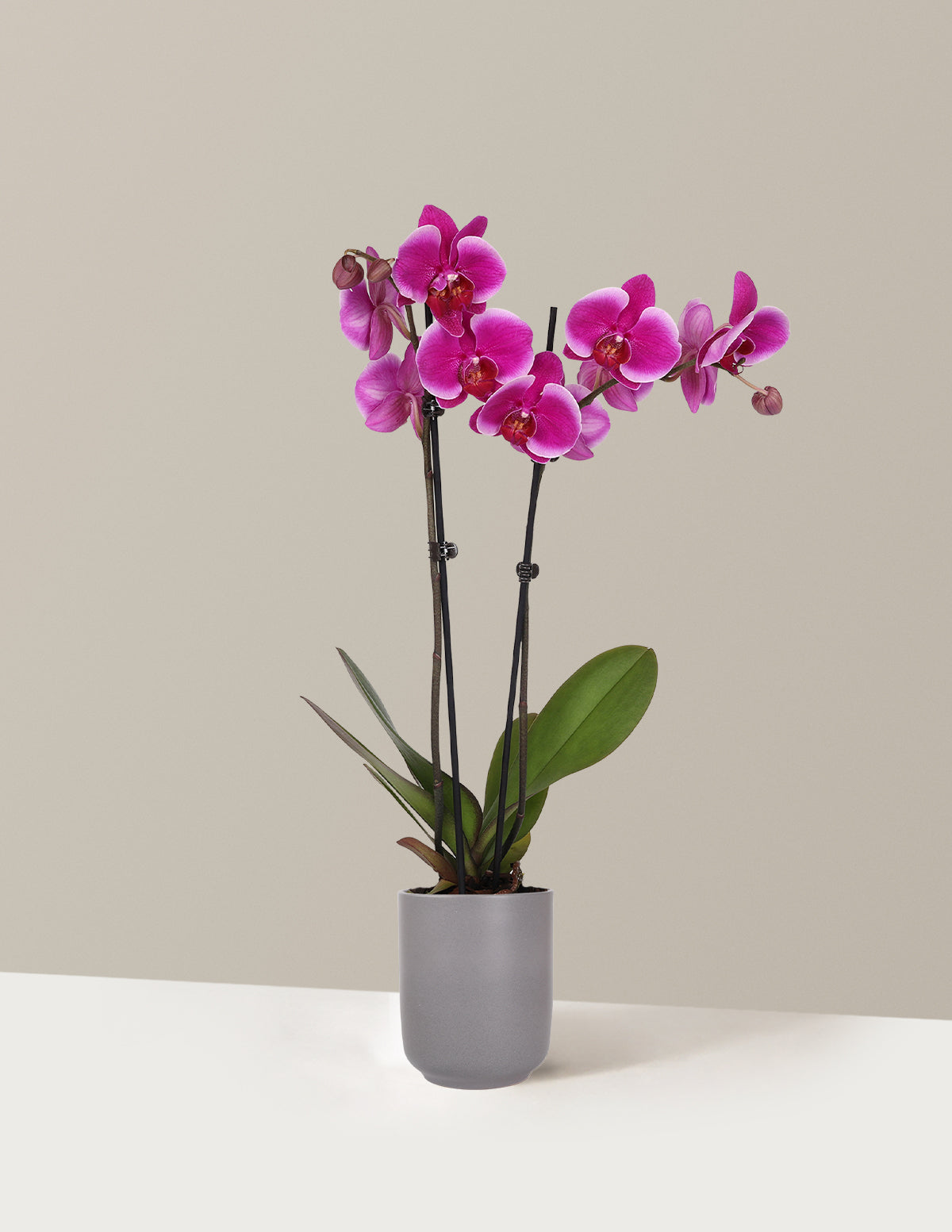 Purple Orchid