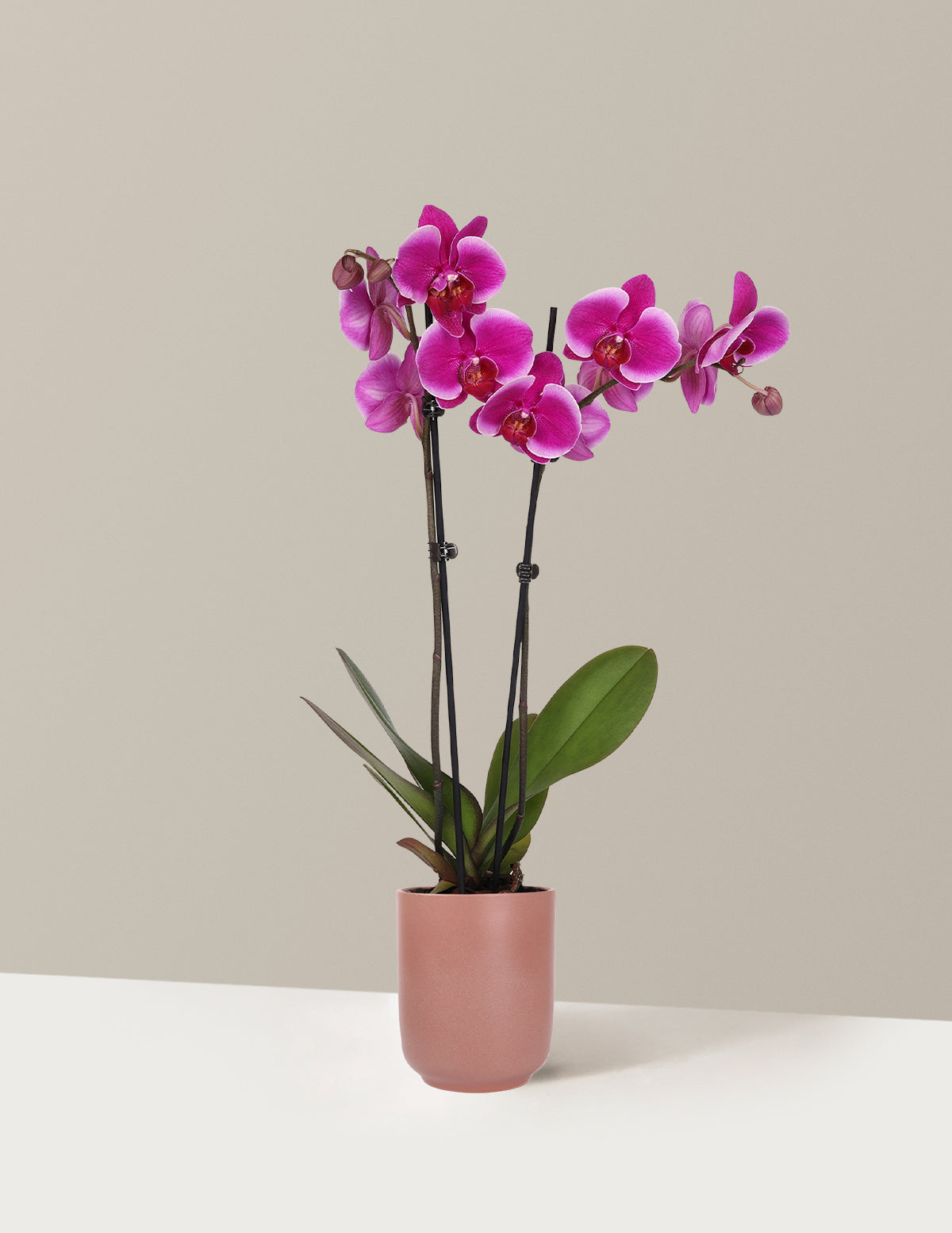 Purple Orchid
