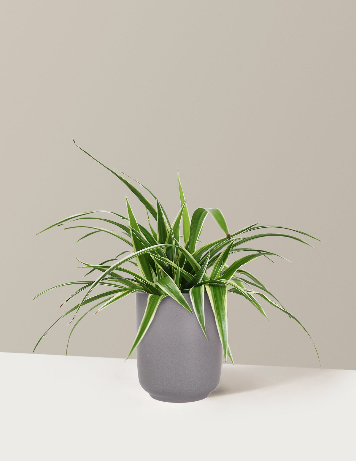 Spider Plant Variegated