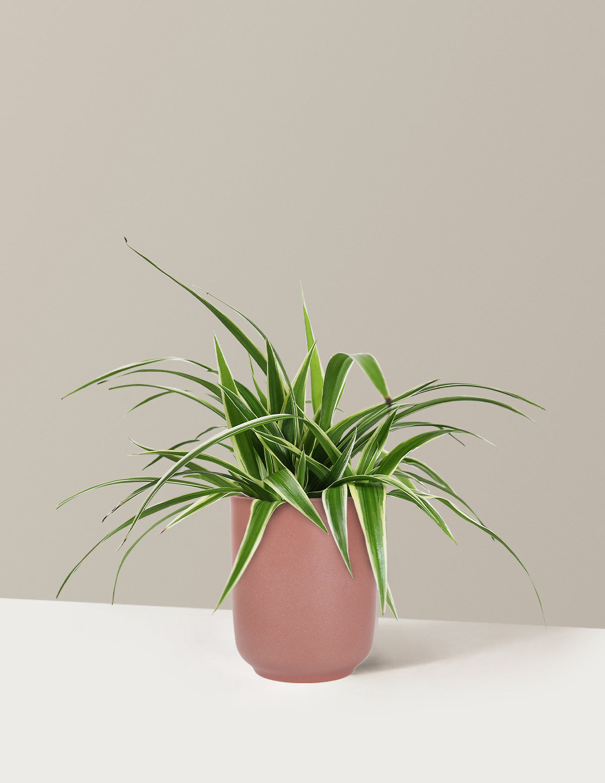 Spider Plant Variegated
