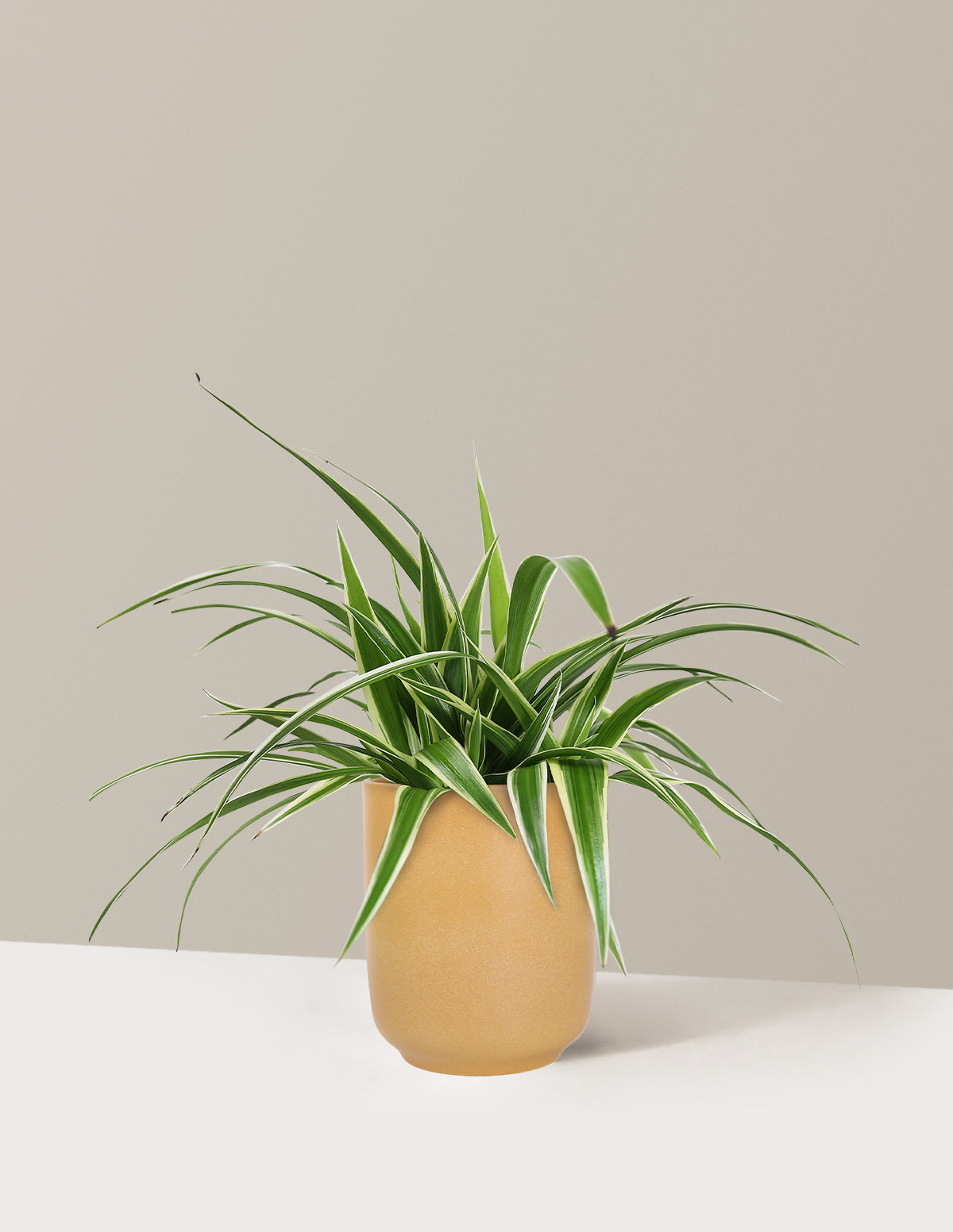 Spider Plant Variegated