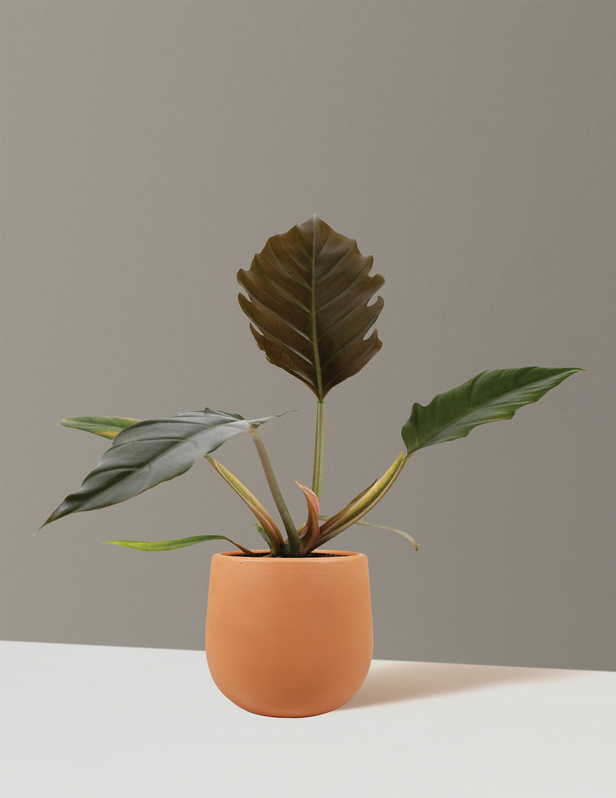 files/5IN_TerraCottaMargarite_PlutoPhilodendron.png