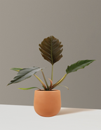bundle | Small | Raven | Terracotta
