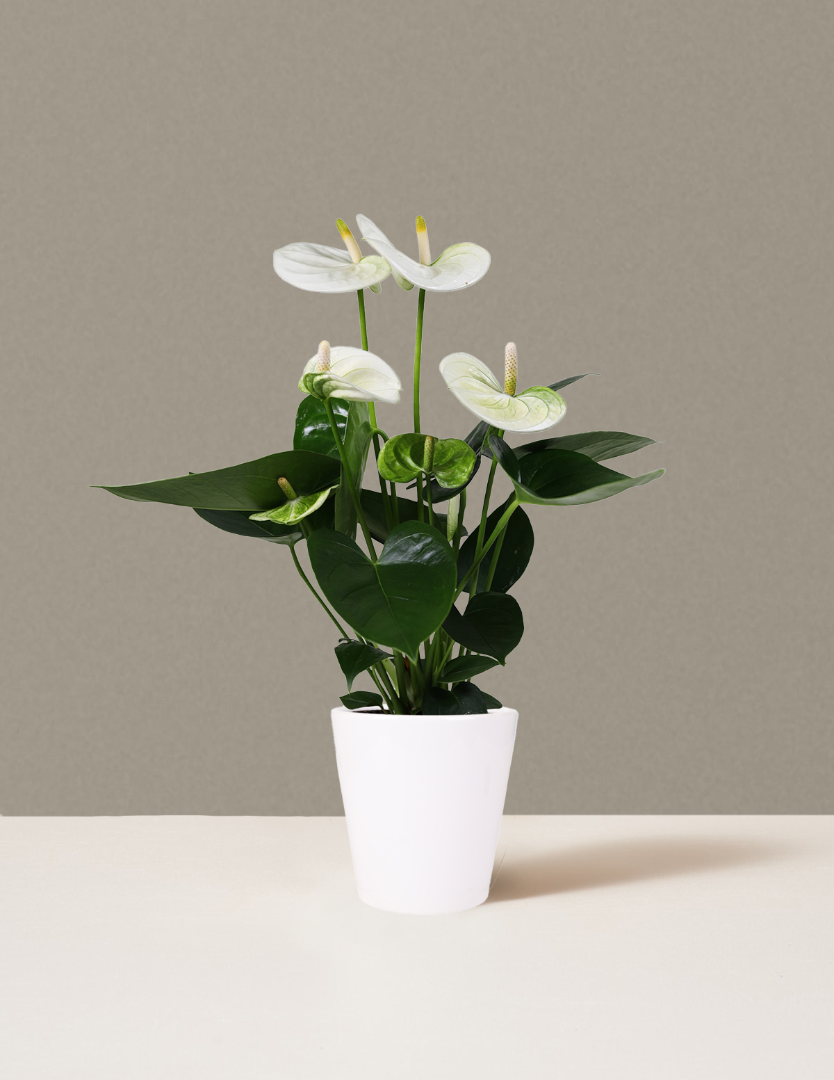 bundle | Small | Marianne | White