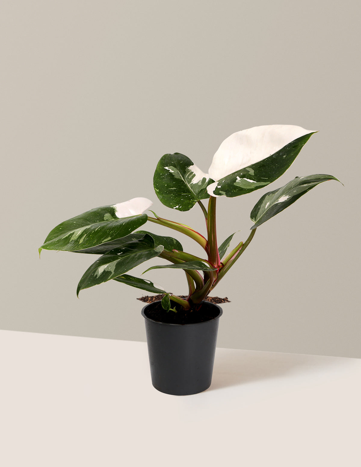 Philodendron White Princess