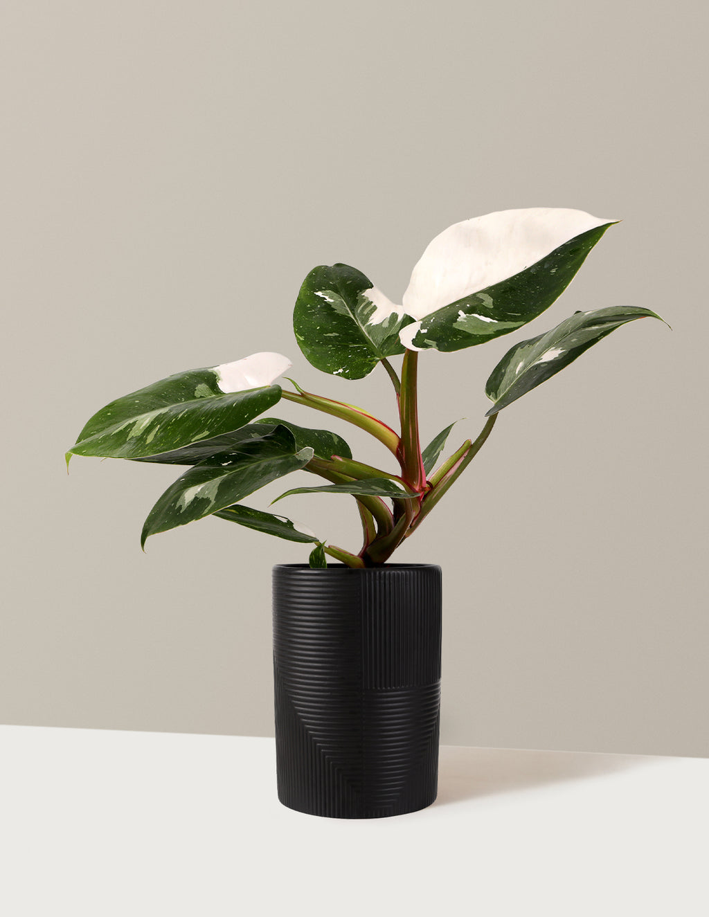 Philodendron White Princess