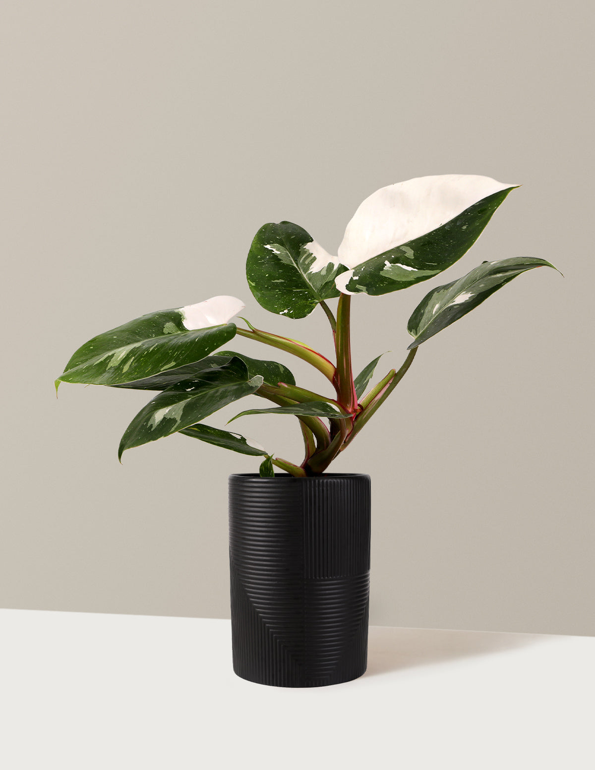 files/5IN_White_Princess_Rockefeller_Black_Pot_PI.jpg