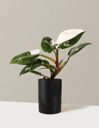 Philodendron White Princess