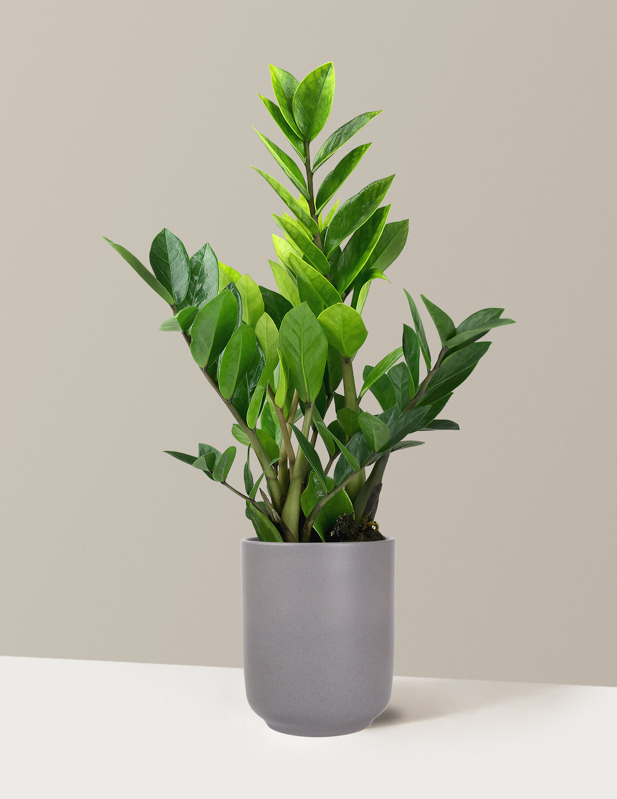 ZZ Plant