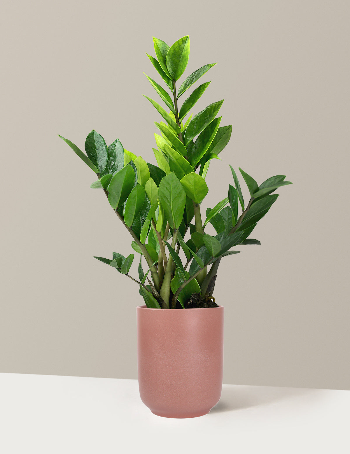 ZZ Plant