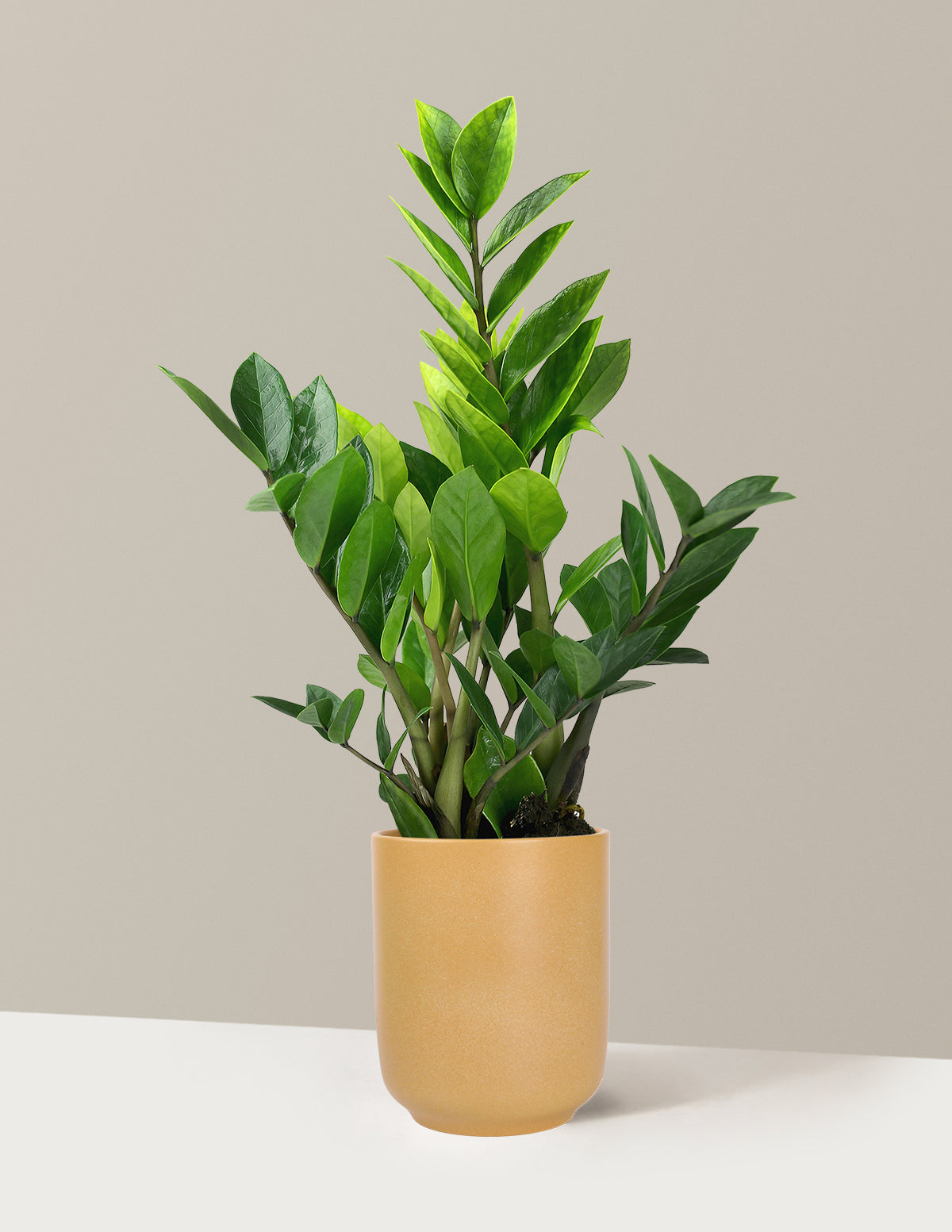 ZZ Plant