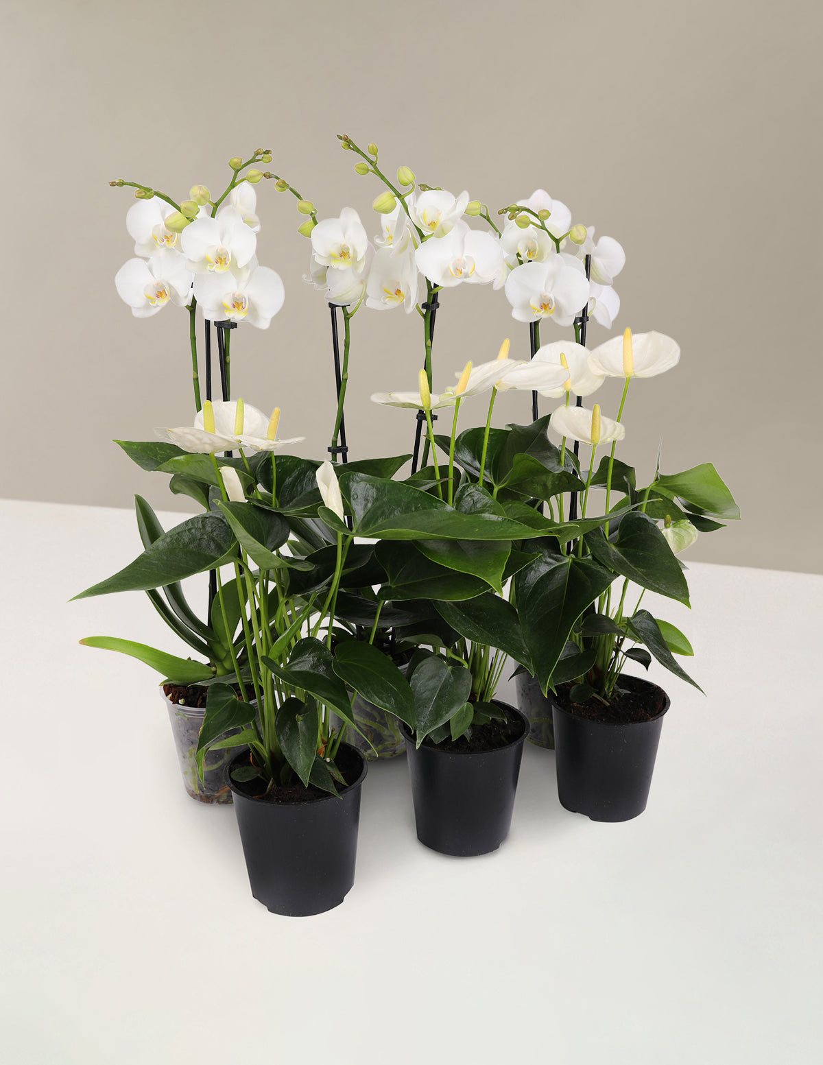 files/6PK_White_Orchid_White_Anthurium_1.jpg