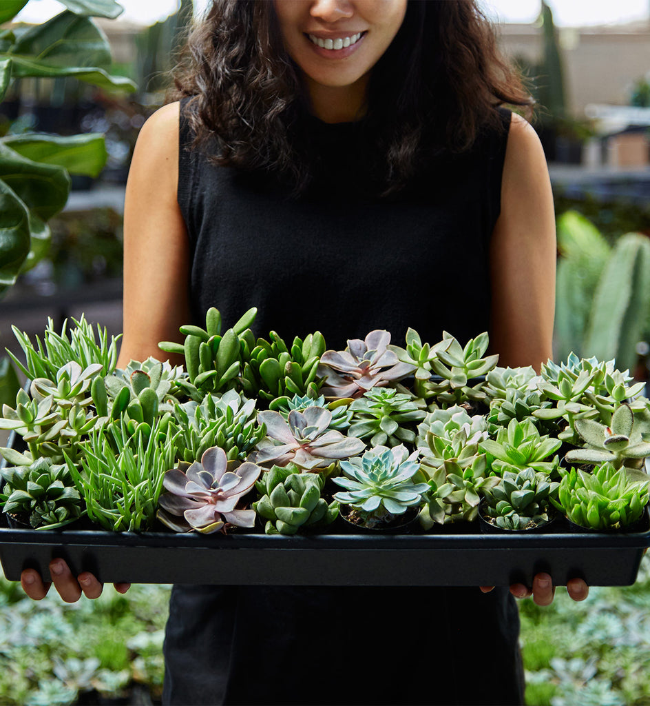 How to care for a Succulent