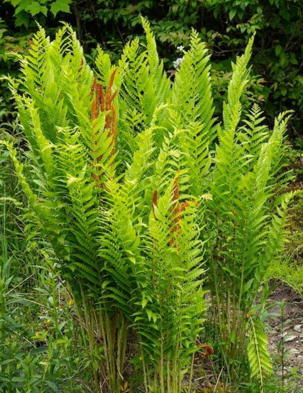 Cinnamon Fern