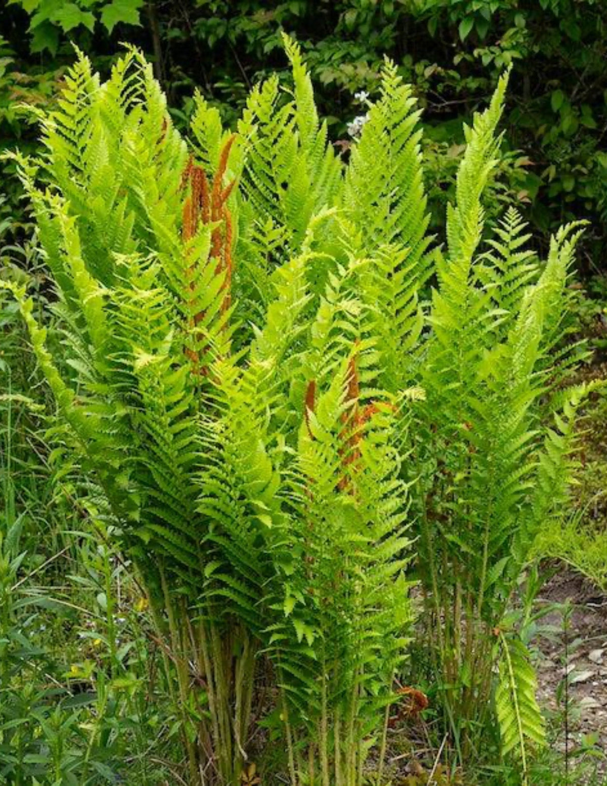 Cinnamon Fern